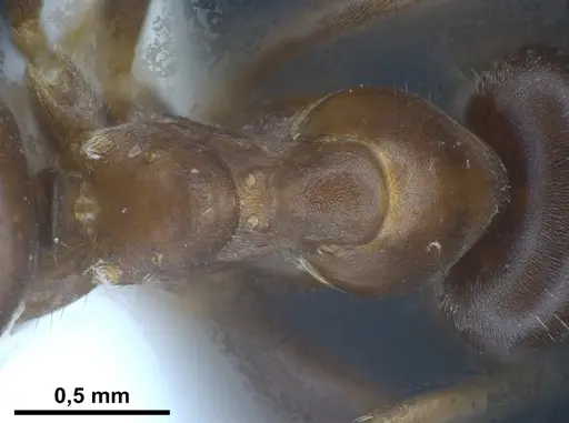 Lasius tunisius specimen