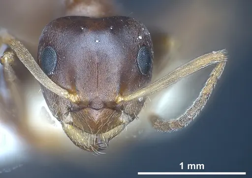 Lasius tunisius specimen