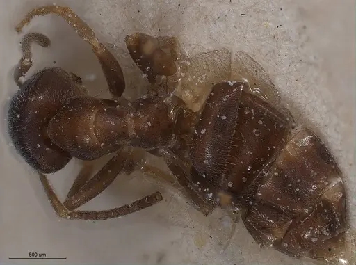 Lasius turcicus specimen