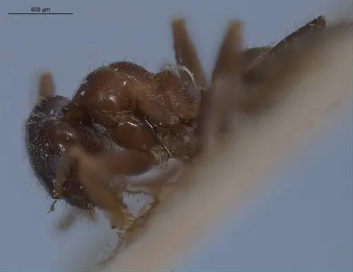 Lasius turcicus - ANTWEB1008436