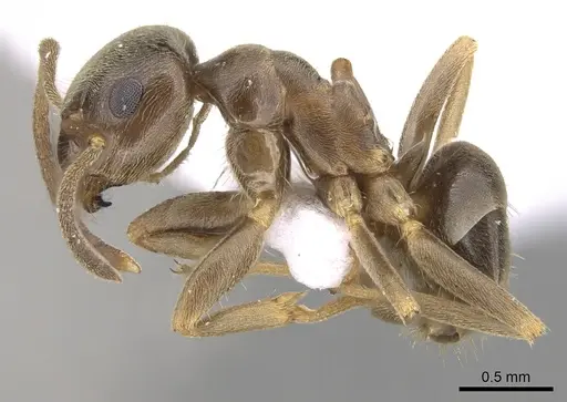 Lasius turcicus - CASENT0906080