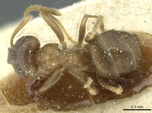 Lasius turcicus - CASENT0912297