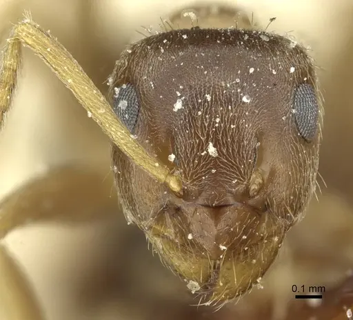 Lasius turcicus - CASENT0912297