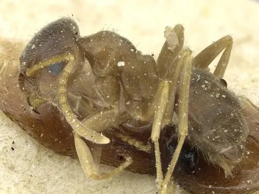 Lasius turcicus - CASENT0912297