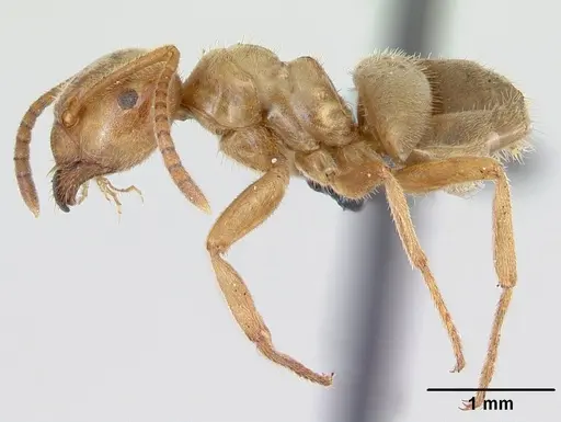 Lasius umbratus specimen