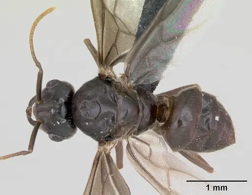 Lasius umbratus - CASENT0173145