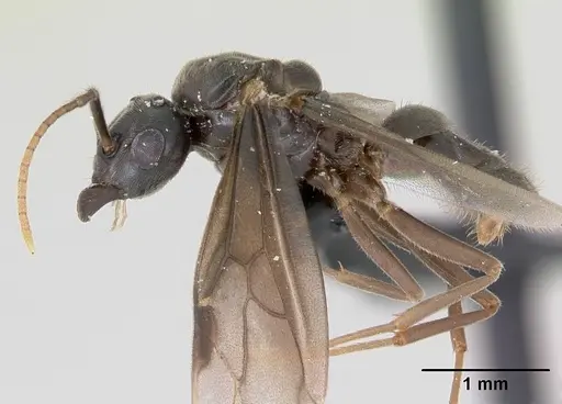 Lasius umbratus - CASENT0173145