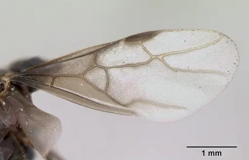 Lasius umbratus - CASENT0173145