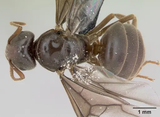 Lasius umbratus - CASENT0173146