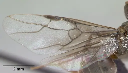 Lasius umbratus - CASENT0173146