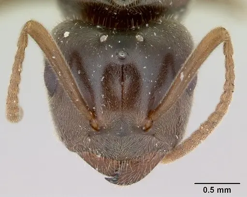 Lasius umbratus - CASENT0173146