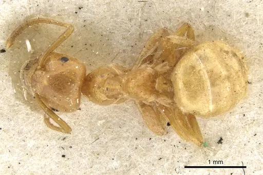 Lasius umbratus - CASENT0903215