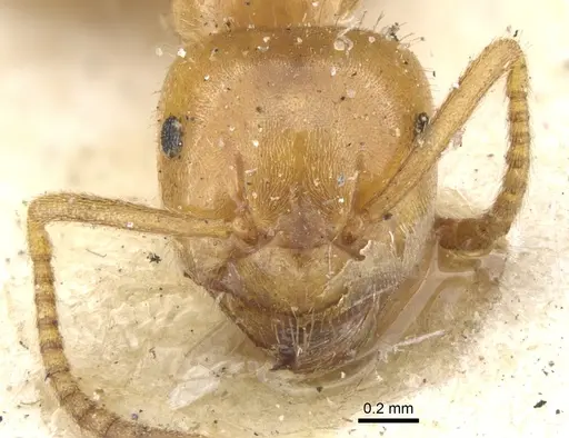 Lasius umbratus - CASENT0903215