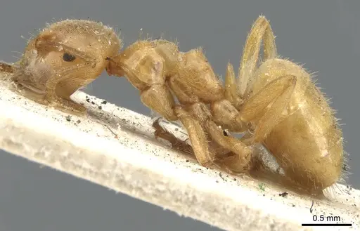 Lasius umbratus - CASENT0903215