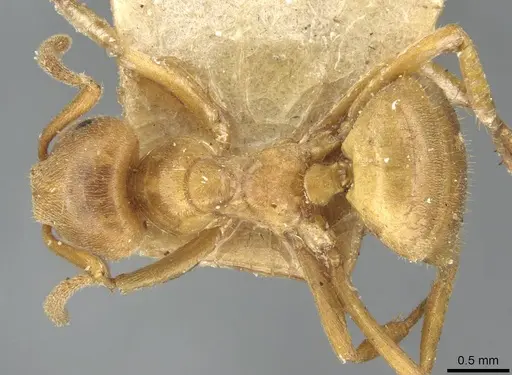 Lasius umbratus - CASENT0911054