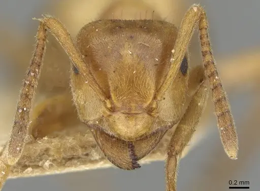 Lasius umbratus - CASENT0911054