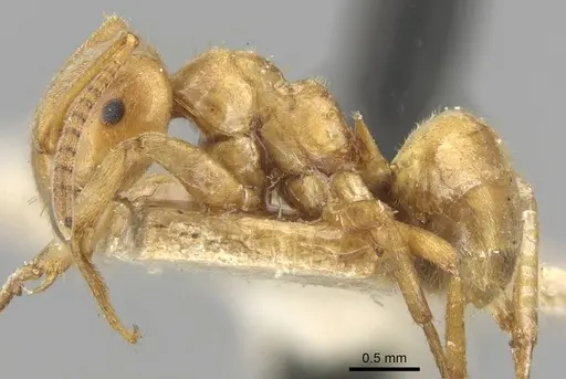 Lasius umbratus - CASENT0911054