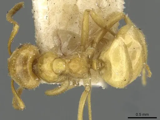 Lasius umbratus - CASENT0911055