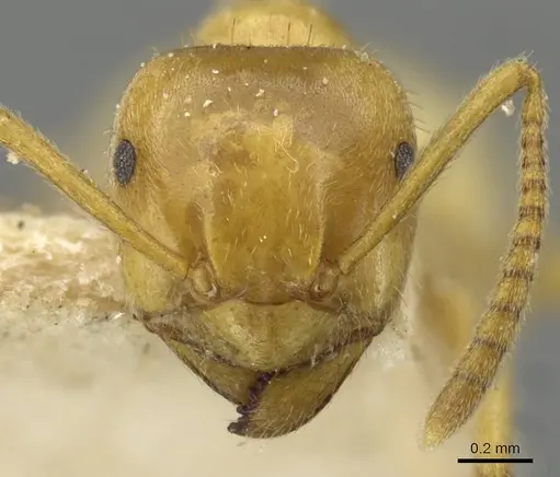 Lasius umbratus - CASENT0911055