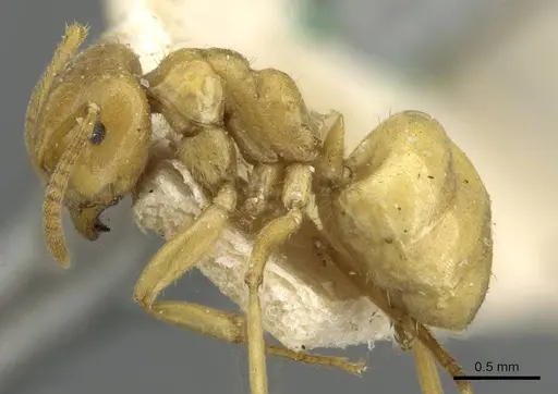 Lasius umbratus - CASENT0911055