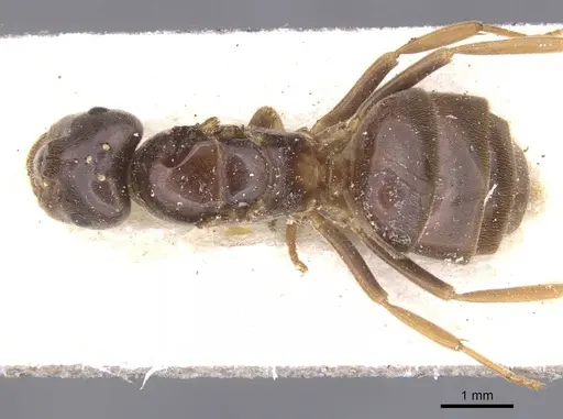 Lasius umbratus - CASENT0912287
