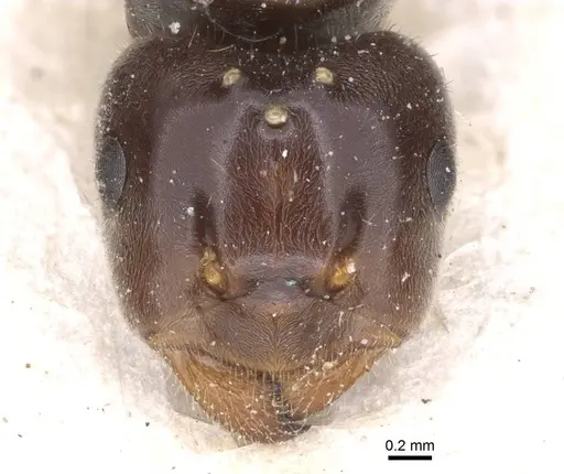 Lasius umbratus - CASENT0912287