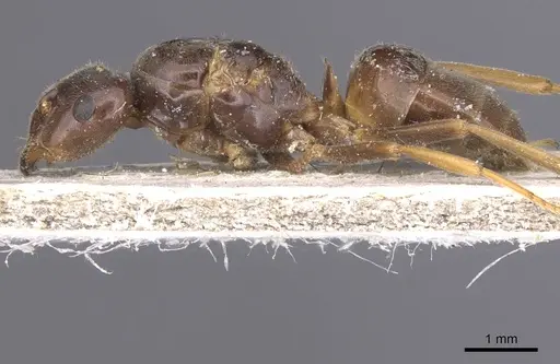 Lasius umbratus - CASENT0912287
