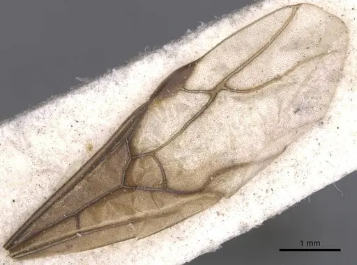 Lasius umbratus - CASENT0912287