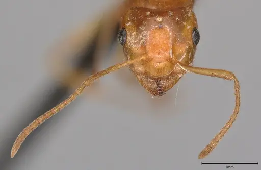 Lasius umbratus - CASENT4036279