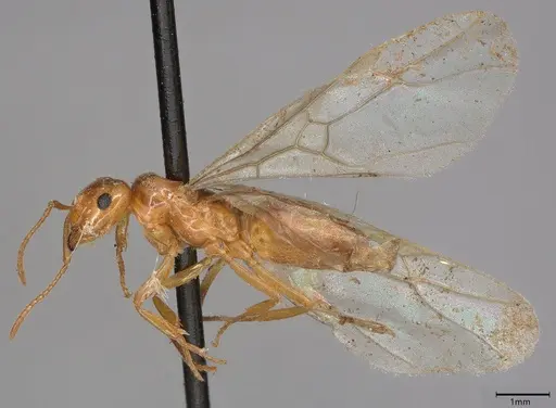 Lasius umbratus - CASENT4036279