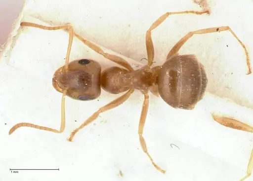 Lasius uzbeki specimen