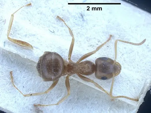 Lasius uzbeki specimen
