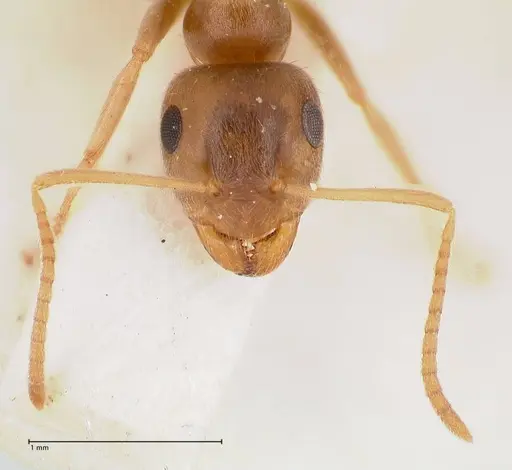 Lasius uzbeki specimen