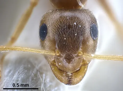 Lasius uzbeki - FOCOL0747