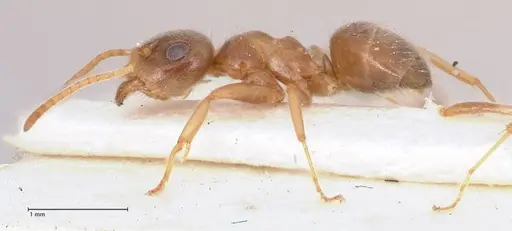 Lasius uzbeki - FOCOL0747
