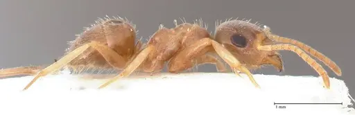 Lasius uzbeki - FOCOL0747