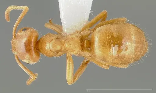 Lasius vestitus specimen