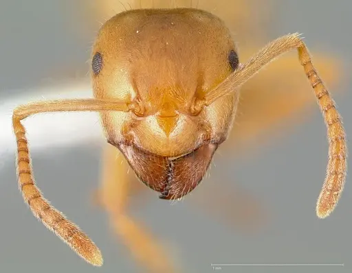 Lasius vestitus specimen