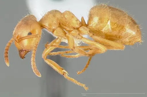 Lasius vestitus specimen