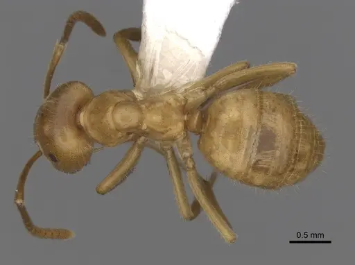 Lasius vestitus - CASENT0280470