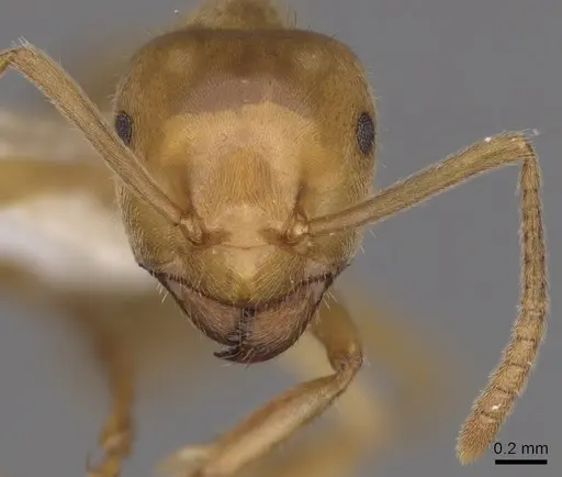 Lasius vestitus - CASENT0280470