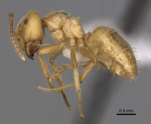 Lasius vestitus - CASENT0280470