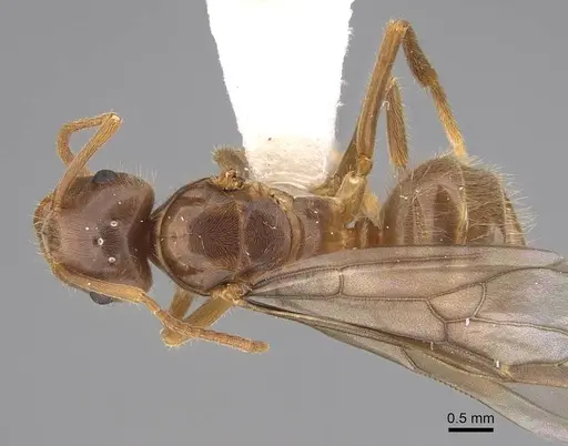 Lasius vestitus - CASENT0862002