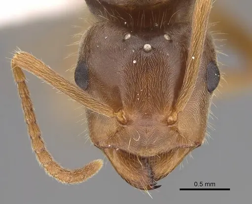 Lasius vestitus - CASENT0862002
