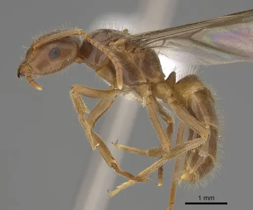 Lasius vestitus - CASENT0862002