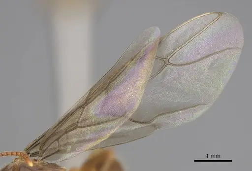 Lasius vestitus - CASENT0862002