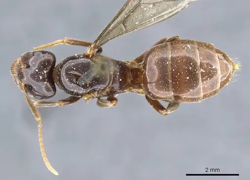 Lasius viehmeyeri specimen