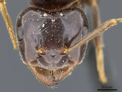 Lasius viehmeyeri specimen
