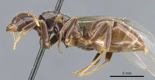 Lasius viehmeyeri specimen