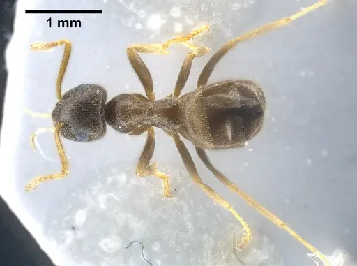 Lasius vostochni specimen